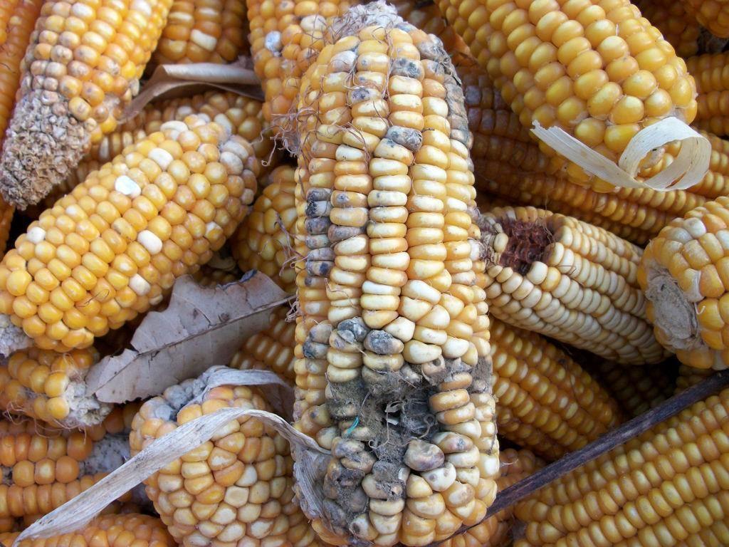 وضعیت ذرت های آلوده گمرک چی شد شرایط ذرت های آلوده گمرک چی شد