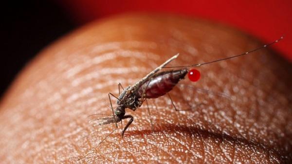 بیماری هایی که از پشه به انسان منتقل می گردد