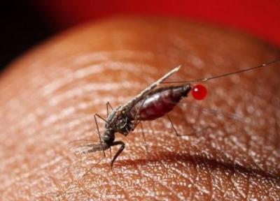 بیماری هایی که از پشه به انسان منتقل می گردد
