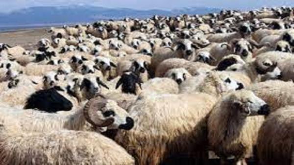 شهرستان مرند دارای 420 هزار راس گوسفند و بز است شهرستان مرند دارای 420 هزار راس گوسفند و بز است