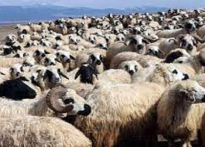 شهرستان مرند دارای 420 هزار راس گوسفند و بز است