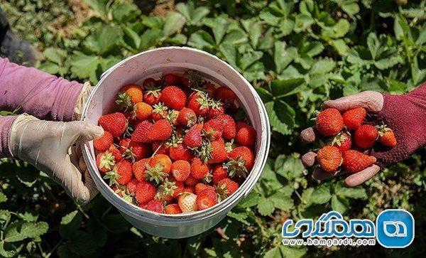جشن ملی برداشت توت فرنگی در کردستان فرصتی برای توسعه گردشگری است