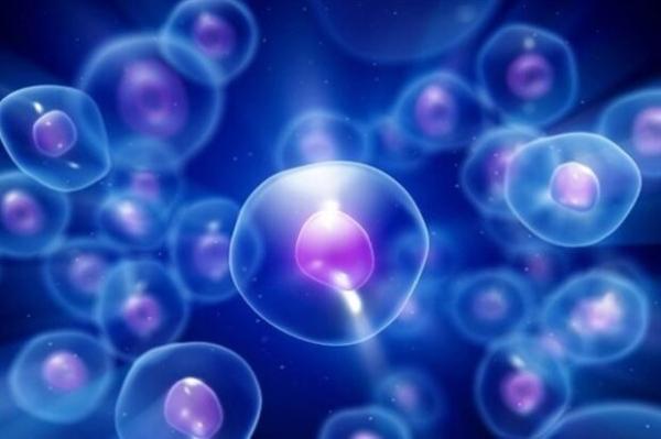 سیگنال های دسته بندی اشیا در سیستم بینایی بررسی شد سیگنال های دسته بندی اشیا در سیستم بینایی آنالیز شد